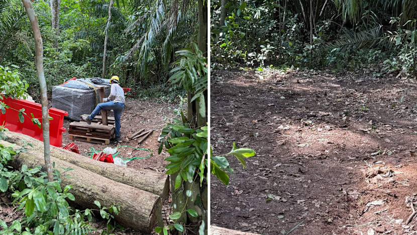 Singapur'da izinsiz ağaç kesimi: Doğa parkında skandal