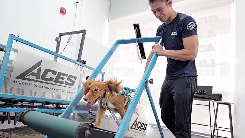 Köpeğinizi Gezdirmek Yeterli mi? Singapur'daki Köpek Spor Salonu Kanin Fitness'ı Değiştiriyor