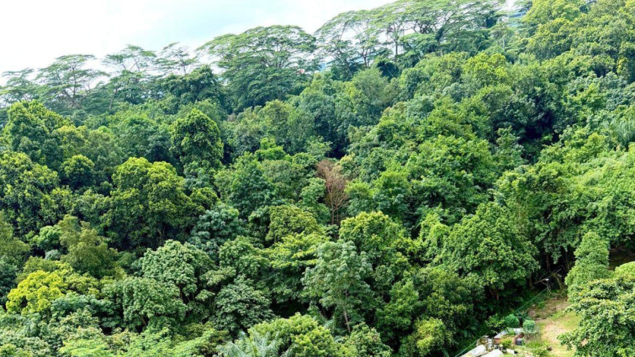 Singapur’da Yeşil Kartal: Maju Ormanı’nı Kurtarma Mücadelesi Büyüyor