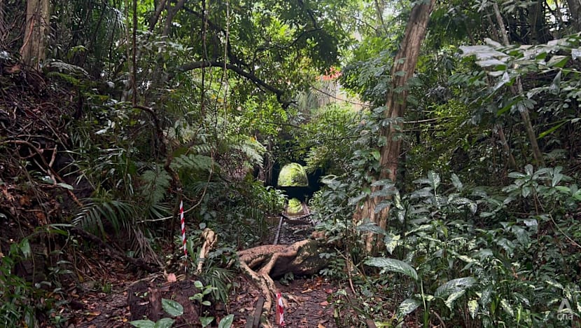 Singapur'da 25 Hektar Orman Konut Projelerine Kurban Gidiyor