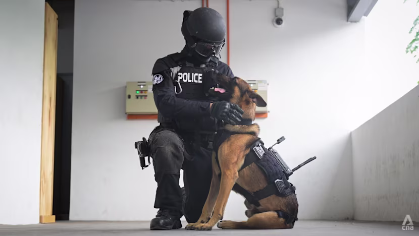 Singapur'da Polis Köpeklerine Kamera Takılıyor