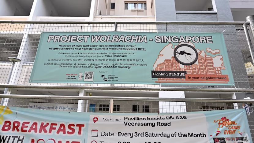 Singapur'un sivrisineklerle 10 yıllık savaşı: Wolbachia projesi