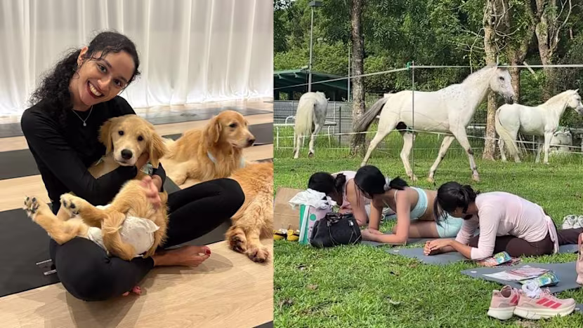 Singapur'un En Sıra Dışı Fitness Dersleri: Yavru Köpekler, Midilliler ve Pilates