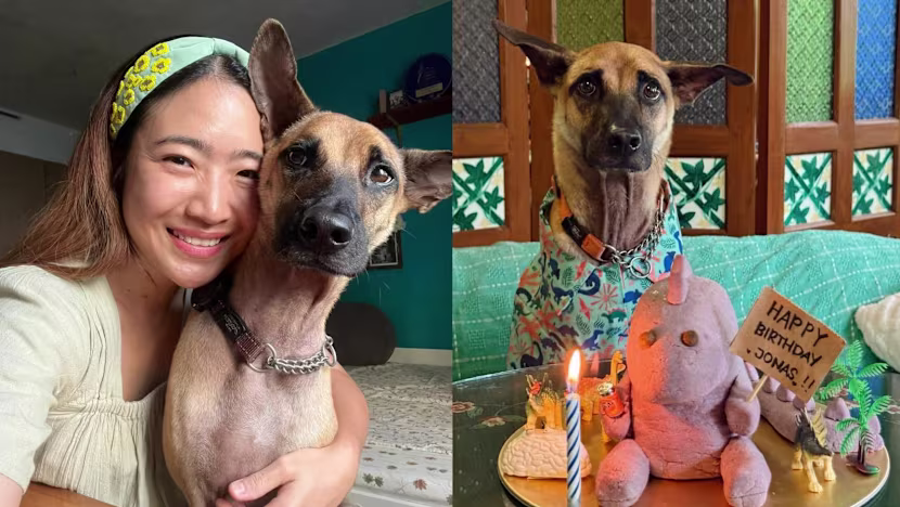 Singapurlu şeflerin köpekleri nasıl besleniyor? Organik kinoa, ev yapımı dondurma ve üç katlı pasta