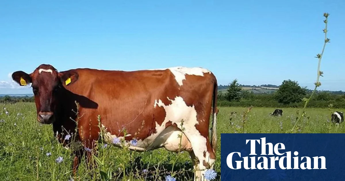 Somerset çiftçisi Cheddar peyniri için kır çiçeklerini geri getiriyor
