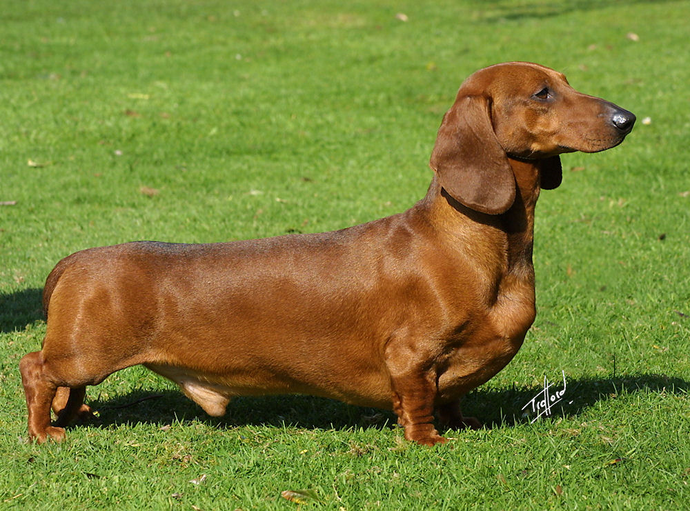 Sosis Köpek Modası: Dachshund'ların Popülaritesi Tavan Yaptı