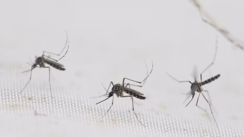 Sri Lanka'da 44 bin dengue vakası: Salgın 2 hafta daha sürecek