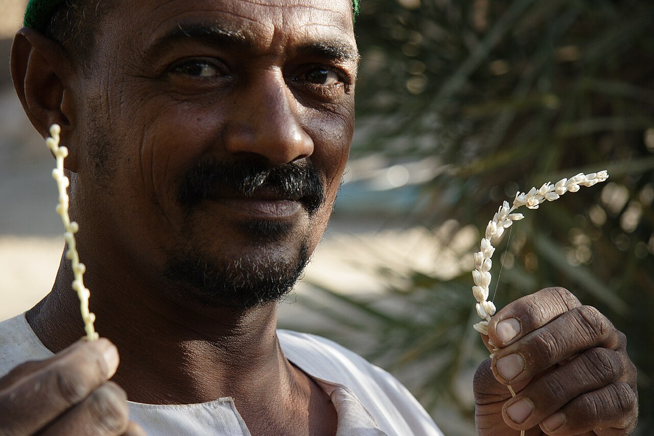 Sudan'da hurma ağaçları kuraklık ve yangın tehdidi altında