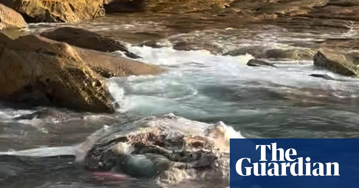 Sydney'de Ölü Balina Karkası Plajları Kapattı