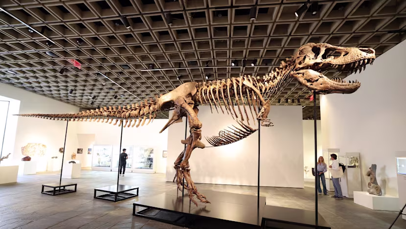 T. Rex'in Bilimsel Değerini Özel Koleksiyonlar Tehdit Ediyor