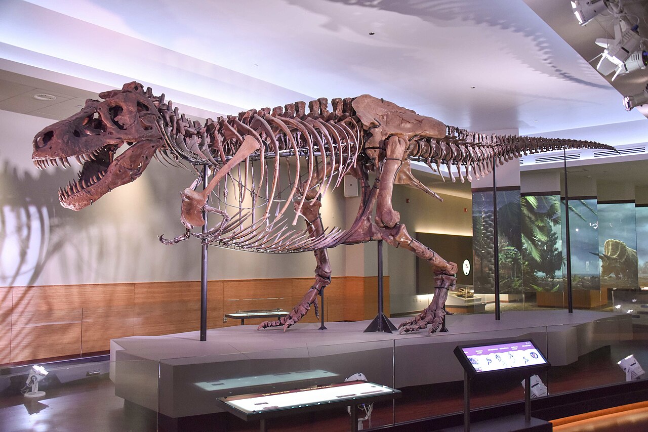 T-Rex Fosili 'Gus' 50,1 Milyon Dolara Satılarak Rekor Kırdı
