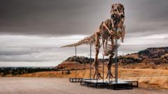 67 Milyon Yıllık T. Rex İskeleti Müzayedede: Bilim İnsanları Endişeli