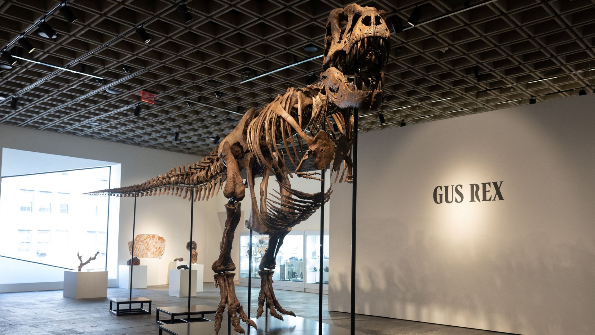 T-Rex 'Gus' fosili 50 milyon dolarla rekor kırdı