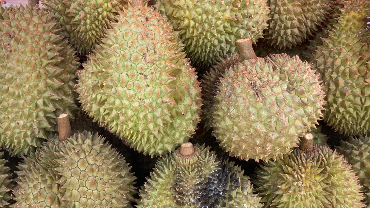 Tayland'ın durian ihracat vergisi Çin'de fiyatları artırabilir