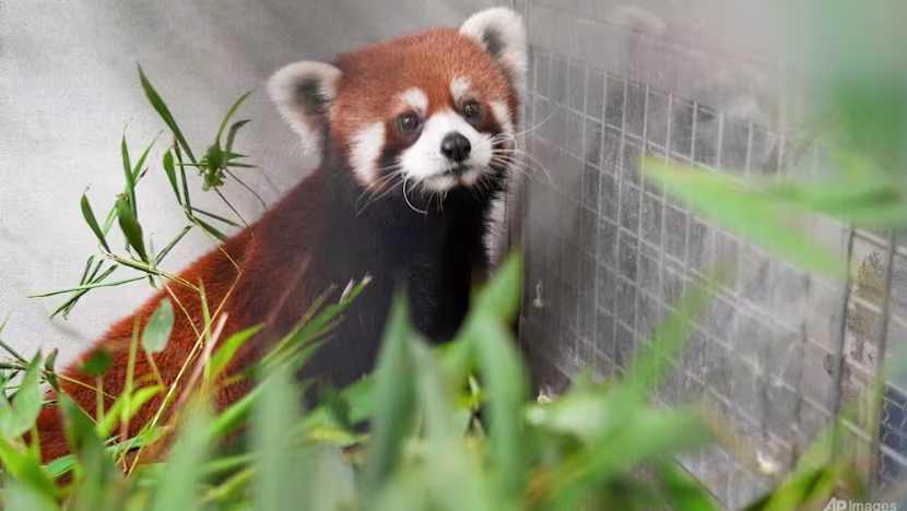 Taypei Hayvanat Bahçesi'ne Çin'den 10 yıl sonra ilk kızıl panda çifti geldi