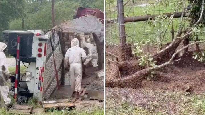Teksas'ta Kamyon Devrildi: Milyonlarca Arı Yola Saçıldı