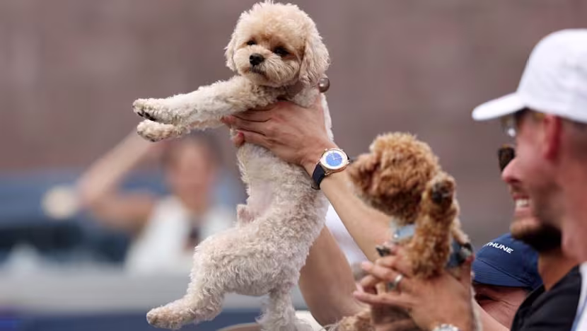 Tenisçiler turnuvada köpeklerle moral buluyor