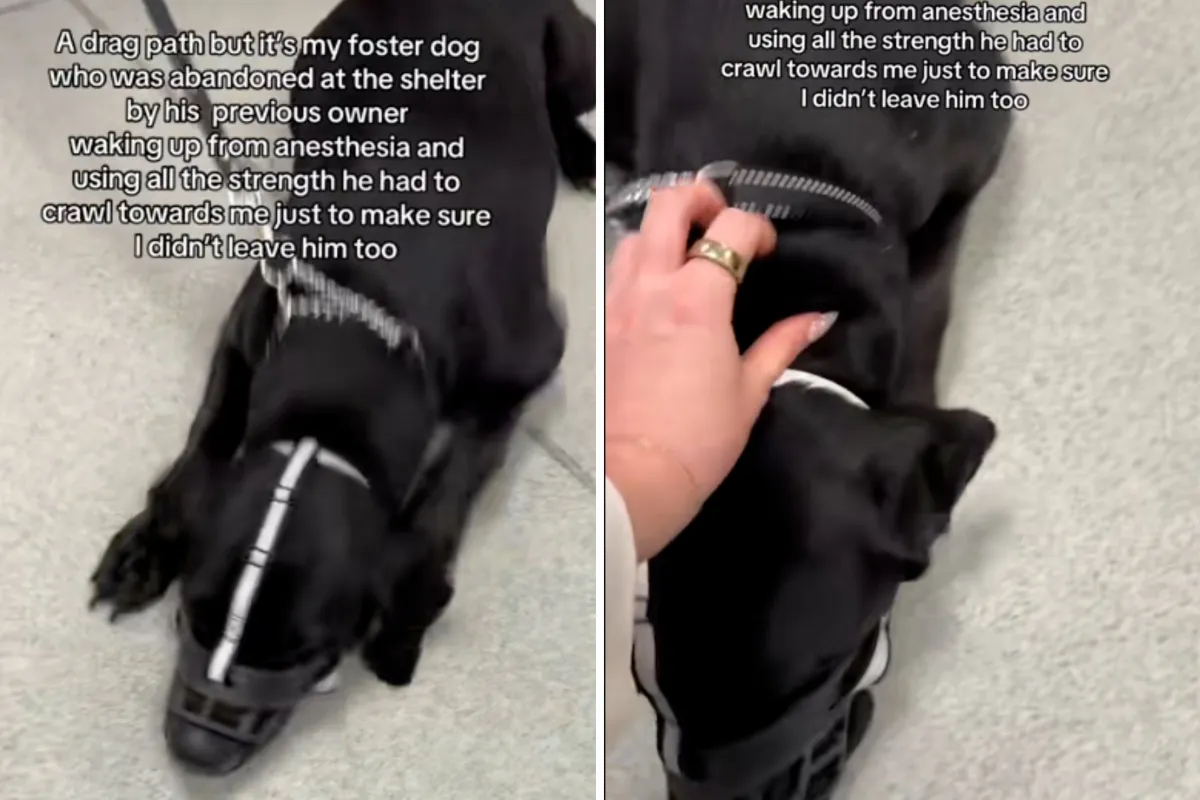 Terk Edilme Korkusuyla Sahibine Koşan Köpek