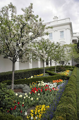 Trump, Jackie Kennedy'nin Gül Bahçesi'ni yeniden şekillendirdi: Daha az çiçek, daha çok heykel