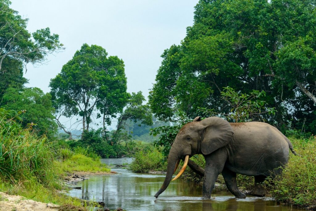 Uganda'da Kıtlık, Trump'tan Habitat Hamlesi, İngiltere'den Yağmur Ormanı Kesen Yardım