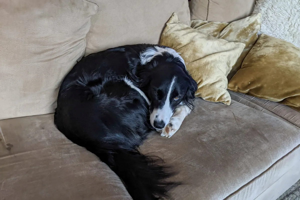 Uzman Açıkladı: Köpeğinizin Koltuğunuzu Çalması Ne Anlama Geliyor