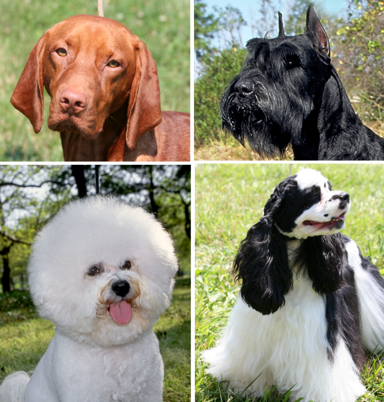 Uzman Uyarıyor: Köpek Cinsini Seçmeden Önce Bilmeniz Gerekenler