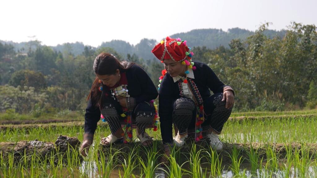 Vietnam'daki Hmong halkı iklim krizine uyum sağlamak zorunda