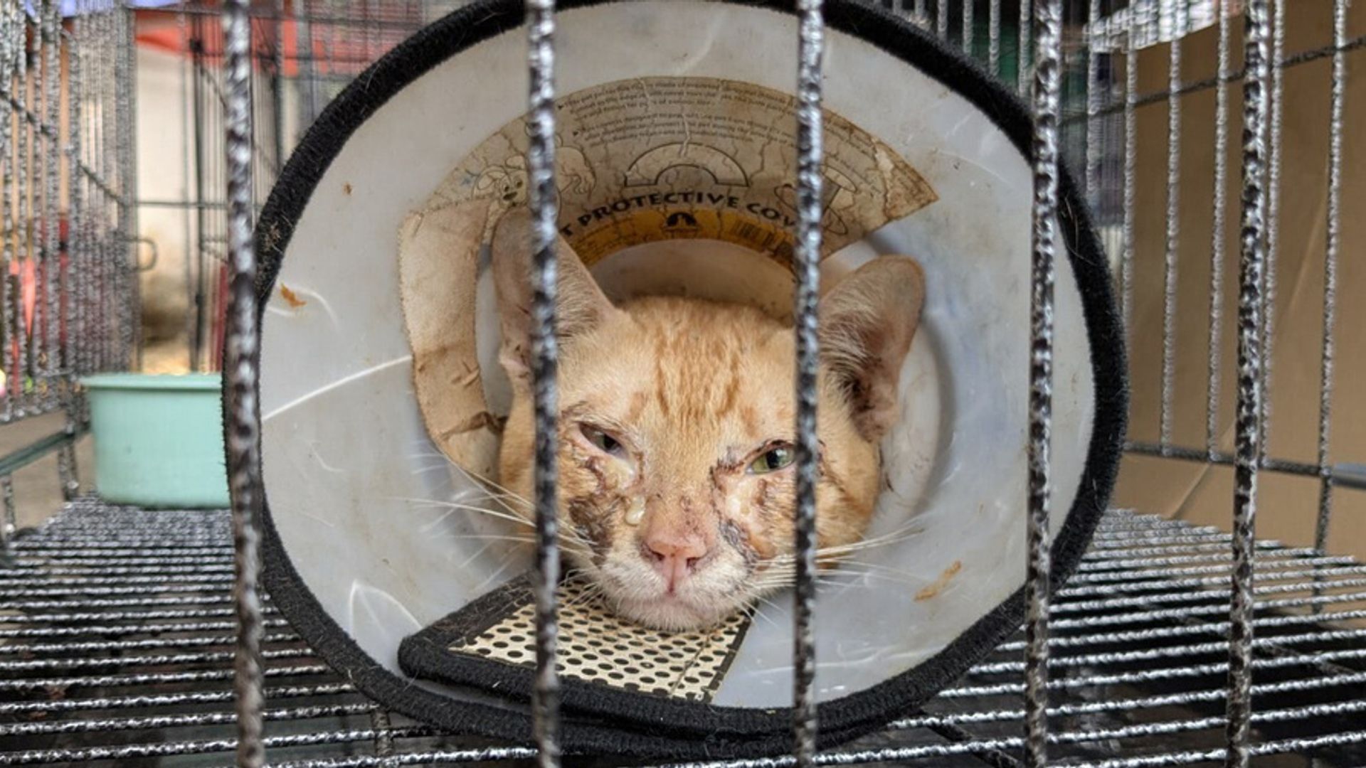 Vietnam'da çalınan 400 kedi kurtarıldı: 9 kişi tutuklandı