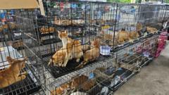 Vietnam'da çalınarak yiyecek olarak satılmak istenen 400'den fazla kedi kurtarıldı