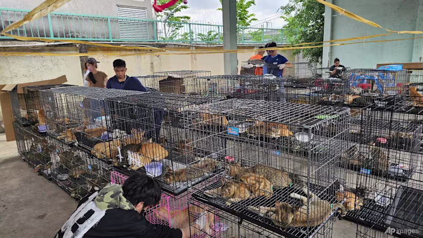 Vietnam'da dev kedihırsızlığı çetesi çökertildi: 400'den fazla kedi kurtarıldı