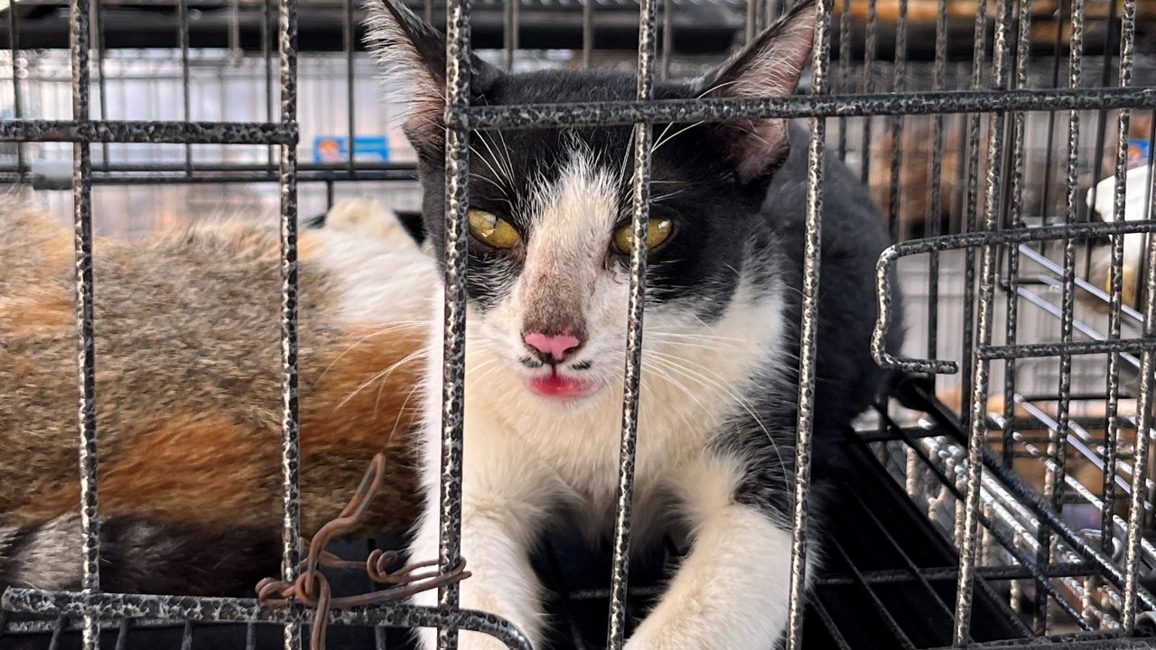 Vietnam’da Kedi Kasabına Baskın: 400 Hayvan Kurtarıldı