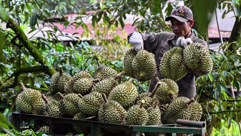 Vietnamlı kahve çiftçileri Çin'in durian dalgasına bindi
