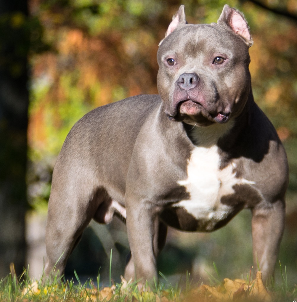 XL bully köpek sahiplerine çocuk uyarısı: 12 yaş altıyla yalnız bırakmak yasak