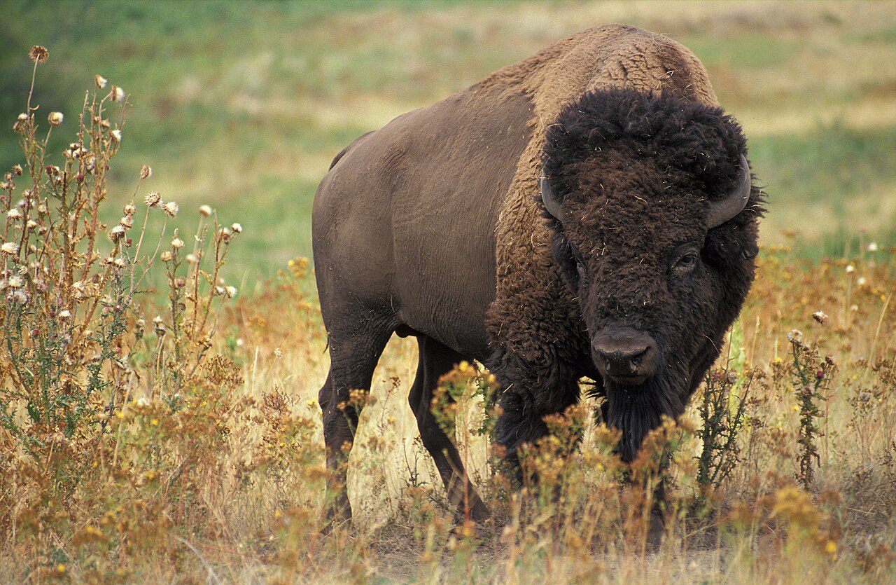 Yellowstone'da bizon turisti havaya fırlattı: O anlar kamerada