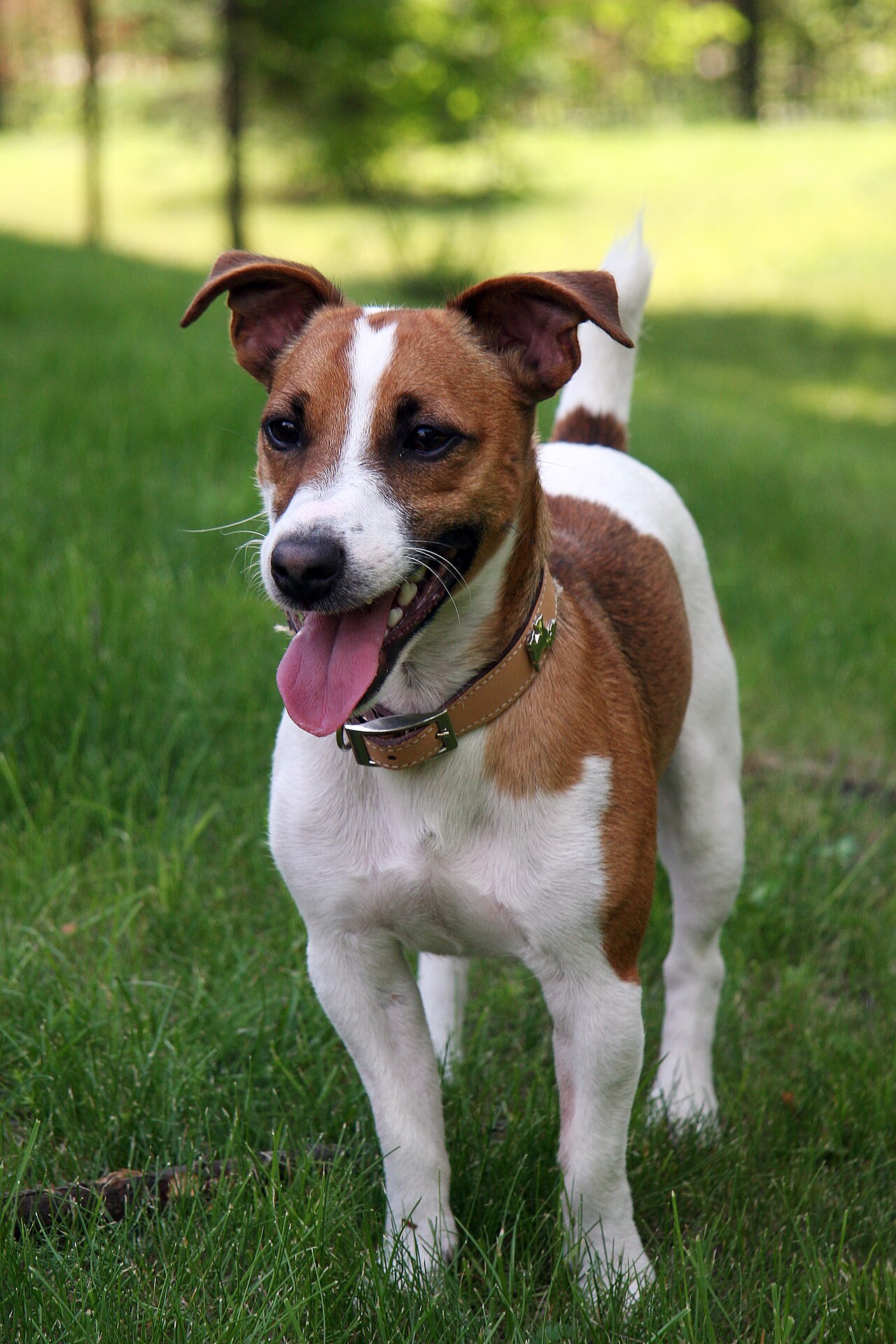 Yellowstone'da Bir Ay Kaybolan Luna, Ailesine Kavuştu
