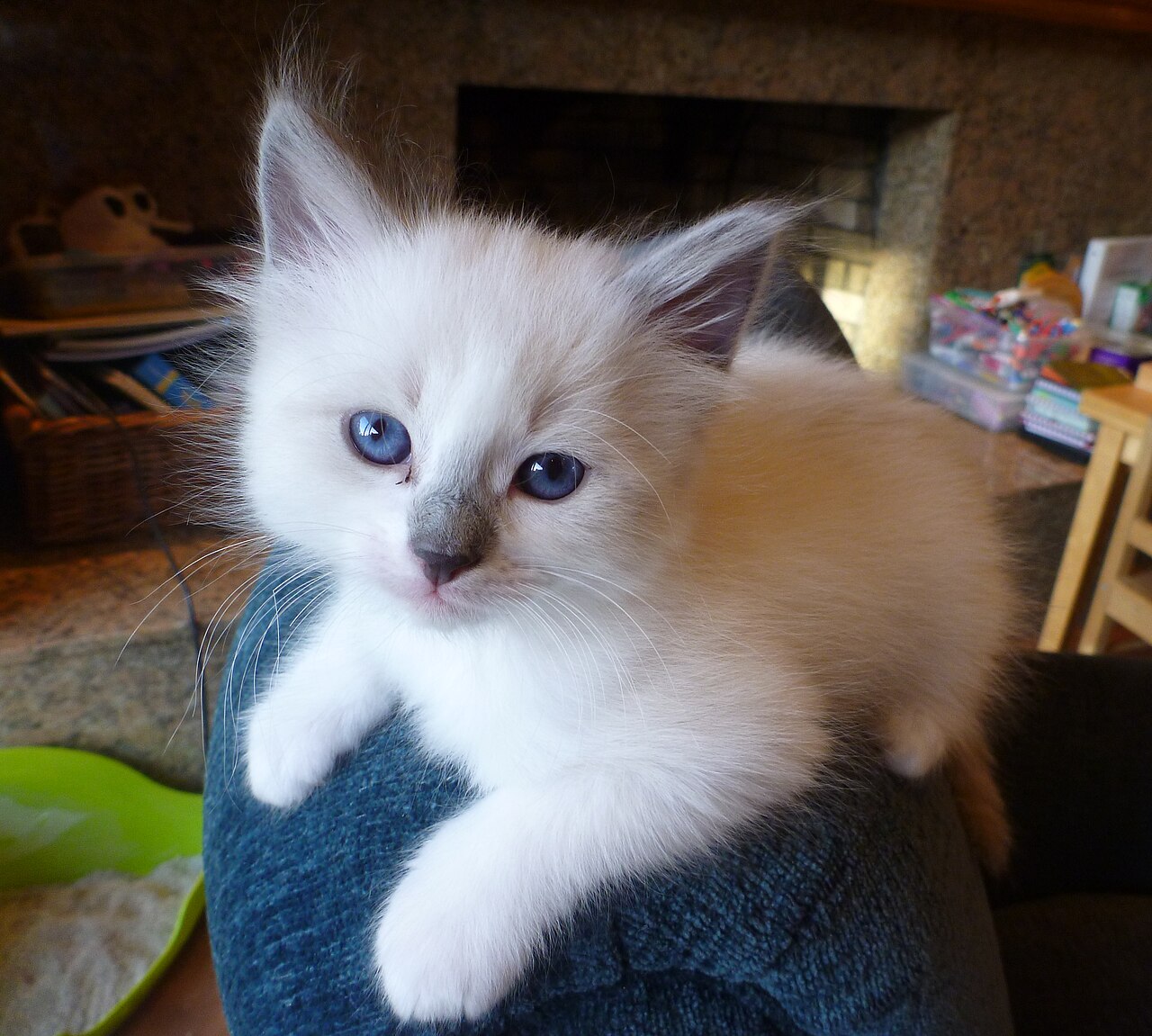 Yeni Keşfedilen Yabani Kedi Türü: 3 Büyük Tehdit