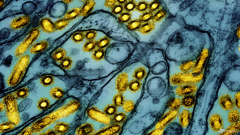 Yeni Zelanda'da Yerli Kuşta İlk H5N1 Kuş Gribi Vakası