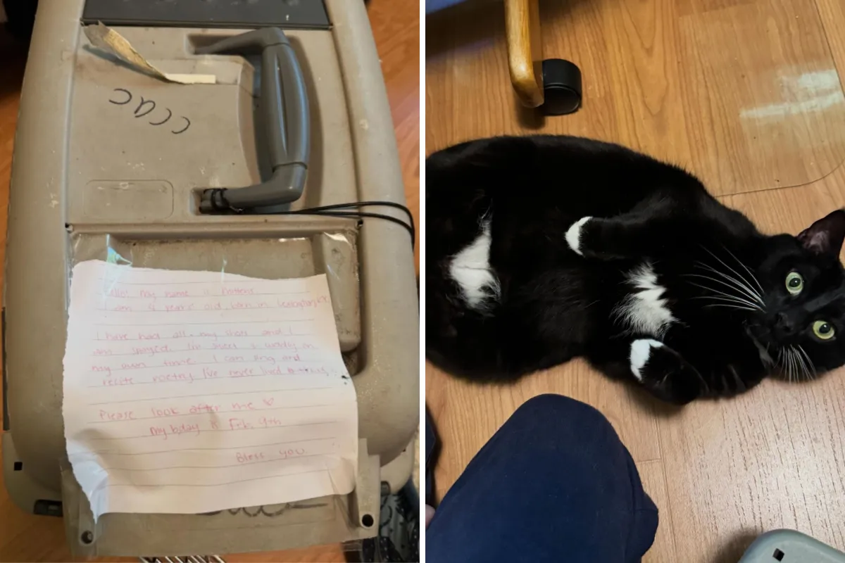 Yol Kenarındaki Kedi Taşıyıcısında Dokunaklı Not: 'Lütfen Bana Bak