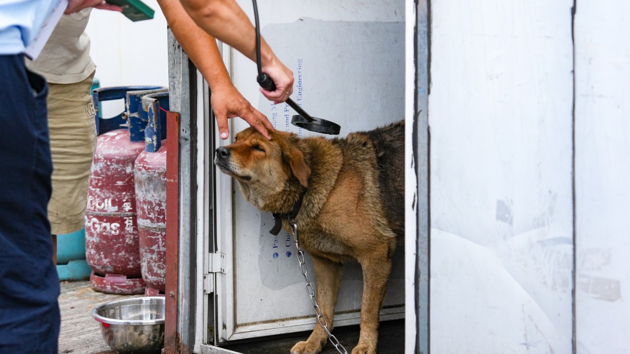 Yuen Long'da Sokak Köpekleri İçin Arama Genişletildi, Yeni Kameralar Kuruldu